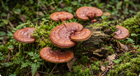 Reishi Mushroom