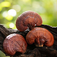 Reishi Mushroom