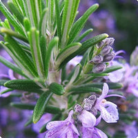 Rosemary